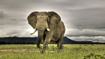 An Apology to Elephants