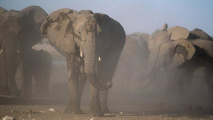 An Apology to Elephants