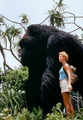 Mighty Joe Young