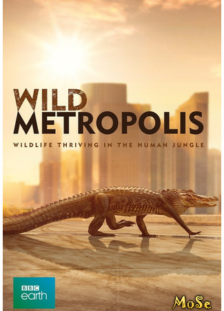 кино Дикие животные: Завоевание мегаполиса (Wild Metropolis) 07.02.21