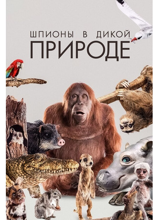 кино Шпионы в дикой природе (Spy in the Wild) 31.07.24